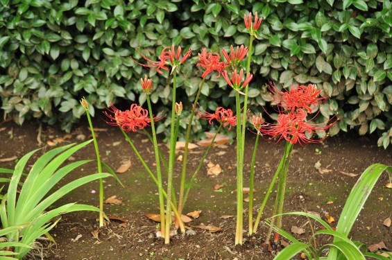 2015年9月17日 彼岸花 ヒガンバナ 曼珠沙華 成長過程 育成の様子 芽 花 埼玉県伊奈町 法光寺DSC_3703