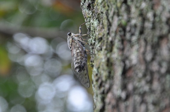 2015年9月15日 埼玉県伊奈町 法光寺のツクツクボウシ 蝉 セミ 法師 オーシーツクツクDSC_3772-