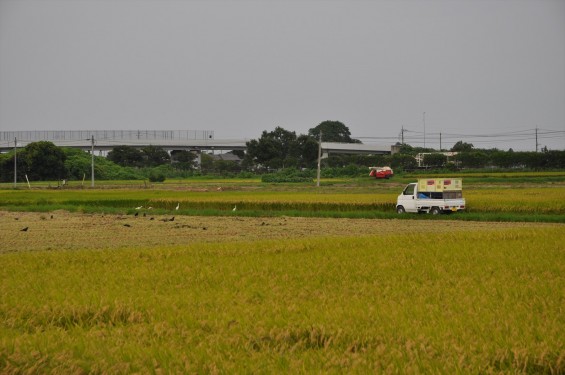 稲刈りはじまったようですね　埼玉県久喜市の香最寺周辺DSC_3670