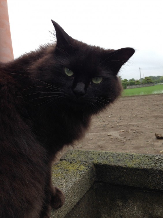 2015年9月 久喜清久霊園開園 東明寺の猫の鈴ちゃん写真 2014-06-08 15 03 46