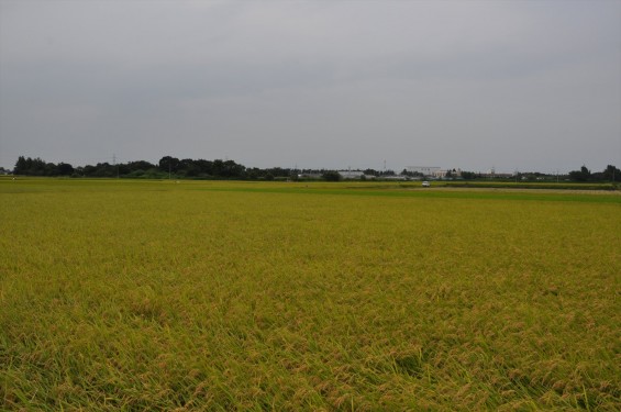 稲刈りはじまったようですね　埼玉県久喜市の香最寺周辺DSC_3672