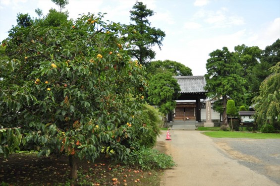 2015年9月17日 彼岸花 ヒガンバナ 曼珠沙華 成長過程 育成の様子 芽 花 埼玉県伊奈町 法光寺DSC_3750