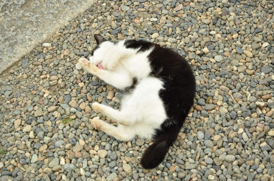 猫ちゃん（埼玉県蓮田市 秀源寺）DSC_3118