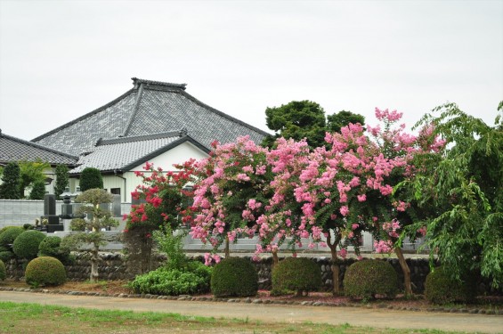 埼玉県上尾市 馬蹄寺のさるすべりDSC_3319