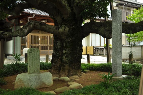 2015年 上尾市 馬蹄寺のモクコク 埼玉県指定天然記念物DSC_3345 鈴木荘丹俳諧歌碑 上尾市指定有形文化財