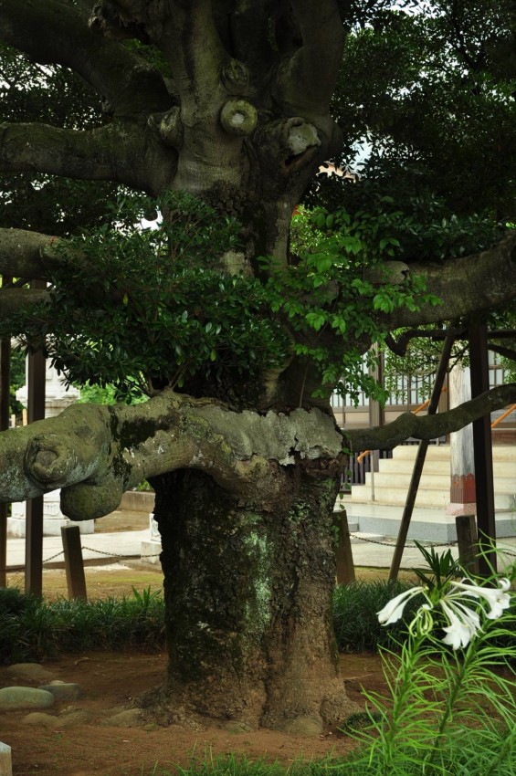 2015年 上尾市 馬蹄寺のモクコク 埼玉県指定天然記念物DSC_3361