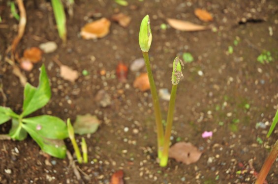 2015年9月17日 彼岸花 ヒガンバナ 曼珠沙華 成長過程 育成の様子 芽 花 埼玉県伊奈町 法光寺DSC_3701