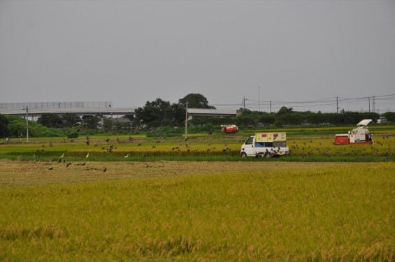 稲刈りはじまったようですね　埼玉県久喜市の香最寺周辺DSC_3669