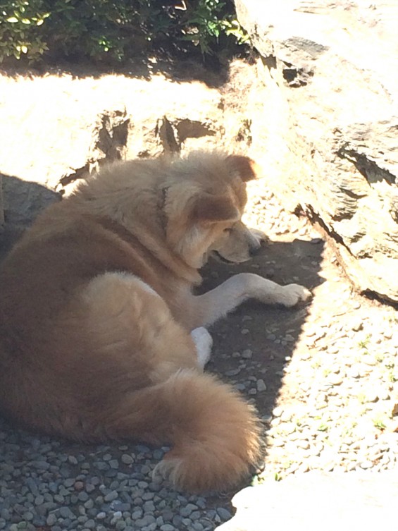 2015年9月 久喜清久霊園開園 東明寺の犬の風花ちゃん写真 2015-06-10 9 56 18