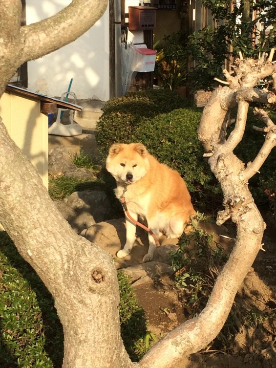 2015年9月 久喜清久霊園開園 東明寺の犬の風花ちゃん写真 2015-03-21 16 10 03