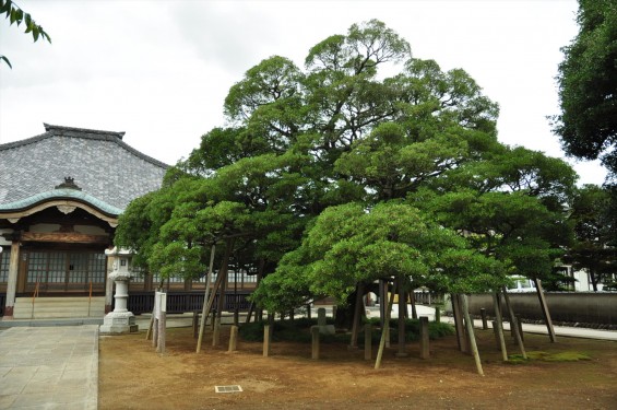 2015年 上尾市 馬蹄寺のモクコク 埼玉県指定天然記念物DSC_3337