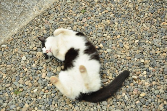 猫ちゃん（埼玉県蓮田市 秀源寺）DSC_3116