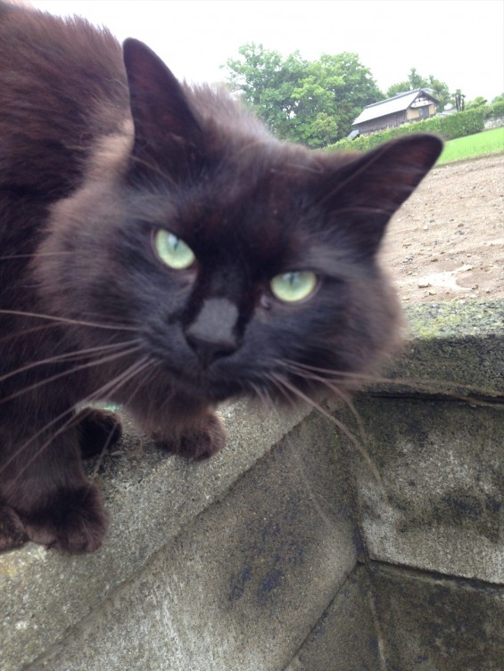 2015年9月 久喜清久霊園開園 東明寺の猫の鈴ちゃん写真 2014-06-08 15 03 58