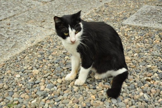 猫ちゃん（埼玉県蓮田市 秀源寺）DSC_3111