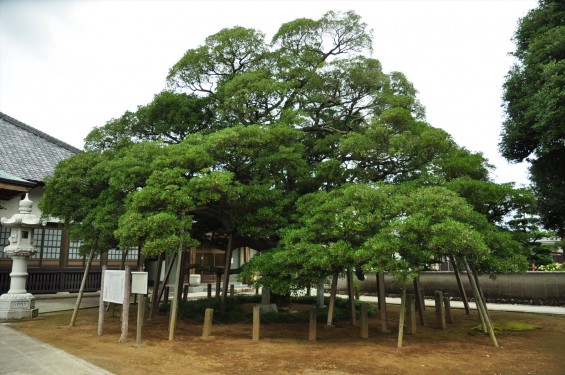 2015年 上尾市 馬蹄寺のモクコク 埼玉県指定天然記念物DSC_3338