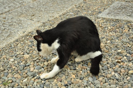 猫ちゃん（埼玉県蓮田市 秀源寺）DSC_3115