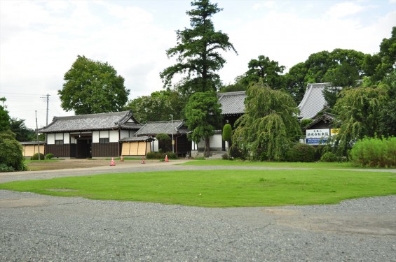 2015年9月17日 彼岸花 ヒガンバナ 曼珠沙華 成長過程 育成の様子 芽 花 埼玉県伊奈町 法光寺DSC_3755