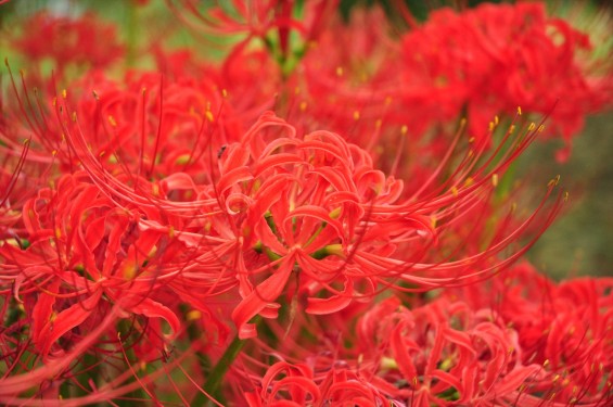 2015年9月17日 彼岸花 ヒガンバナ 曼珠沙華 成長過程 育成の様子 芽 花 埼玉県伊奈町 法光寺DSC_3739