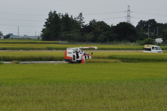 稲刈りはじまったようですね　埼玉県久喜市の香最寺周辺DSC_3662-