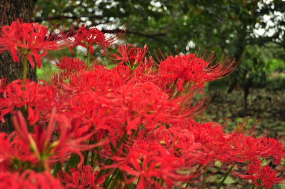 2015年9月17日 彼岸花 ヒガンバナ 曼珠沙華 成長過程 育成の様子 芽 花 埼玉県伊奈町 法光寺DSC_3738