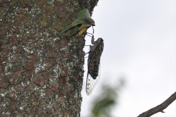 2015年9月15日 埼玉県伊奈町 法光寺のツクツクボウシ 蝉 セミ 法師 オーシーツクツクDSC_3767-