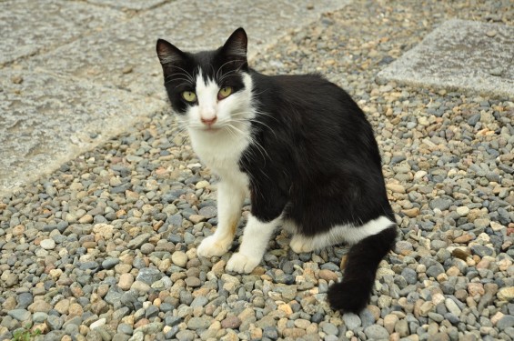 猫ちゃん（埼玉県蓮田市 秀源寺）DSC_3113