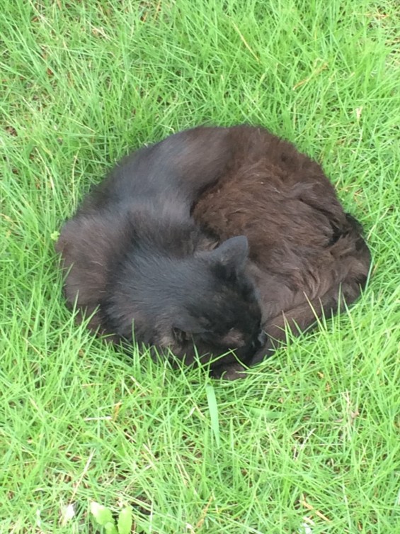 2015年9月 久喜清久霊園開園 東明寺の猫の鈴ちゃん写真 2015-07-05 11 38 53