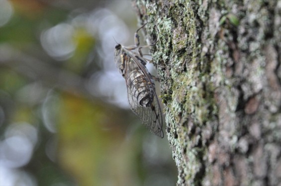 2015年9月15日 埼玉県伊奈町 法光寺のツクツクボウシ 蝉 セミ 法師 オーシーツクツクDSC_3778-