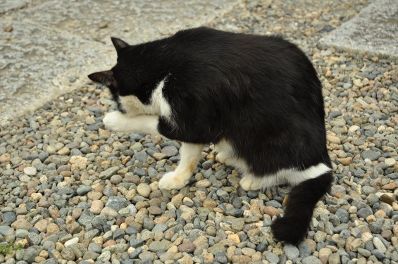 猫ちゃん（埼玉県蓮田市 秀源寺）DSC_3110