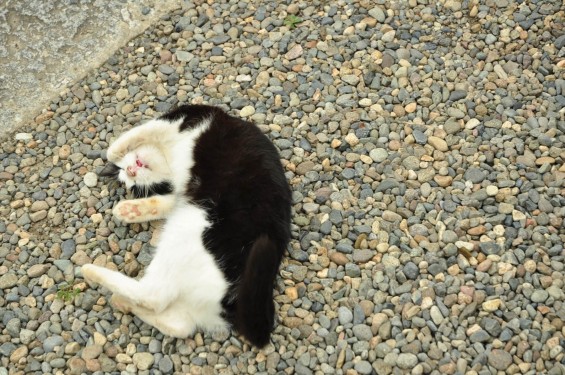 猫ちゃん（埼玉県蓮田市 秀源寺）DSC_3117