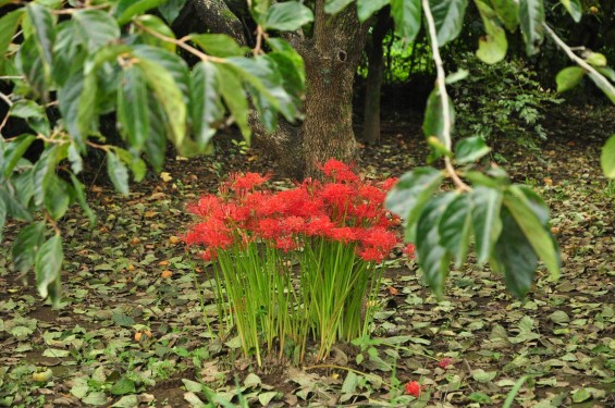 2015年9月17日 彼岸花 ヒガンバナ 曼珠沙華 成長過程 育成の様子 芽 花 埼玉県伊奈町 法光寺DSC_3732