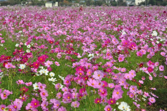 2015年10月 埼玉県吉見町のコスモスDSC_4092