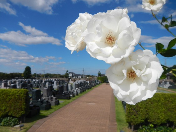 2015年10月 埼玉県行田市　さきたま霊園　墓域 植栽 白いバラ 薔薇 お墓 墓石DSCN7188