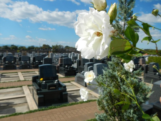 2015年10月 埼玉県行田市　さきたま霊園　墓域 植栽 白いバラ 薔薇 お墓 墓石DSCN7185