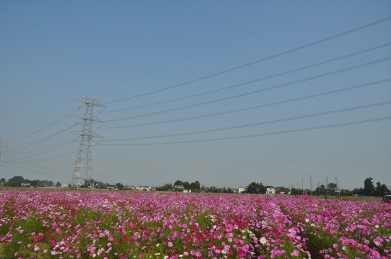 2015年10月 埼玉県吉見町のコスモスDSC_4088