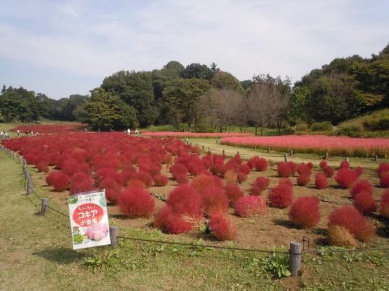 2015年10月 武蔵丘陵森林公園DSCN0823 コキア&赤ソバ