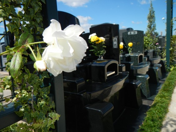 2015年10月 埼玉県行田市　さきたま霊園　墓域 植栽 白いバラ 薔薇 お墓 墓石DSCN7194