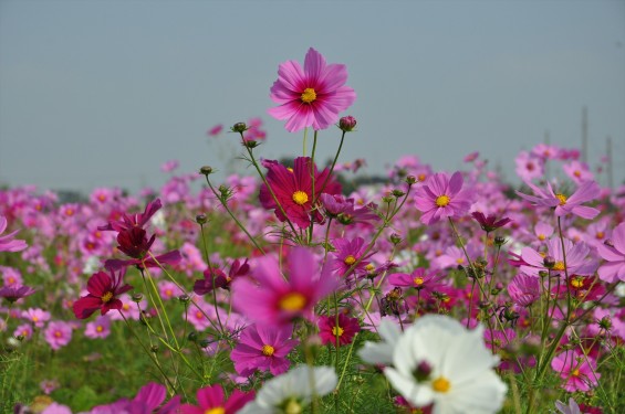 2015年10月 埼玉県吉見町のコスモスDSC_4082