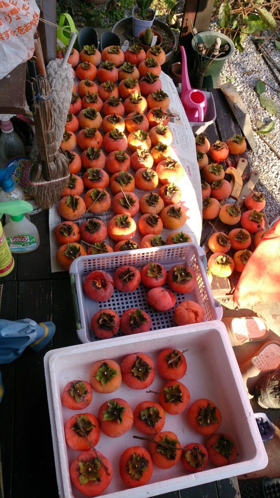 2015年10月18日 柿の実の収穫と、柿の木の枝打ちを行いましたDSC_0288(1)