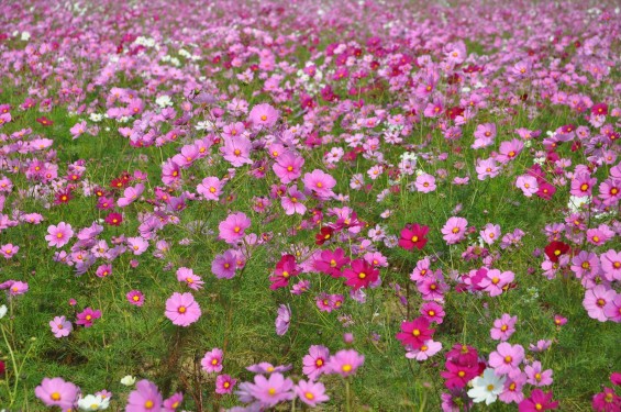 2015年10月 埼玉県吉見町のコスモスDSC_4091