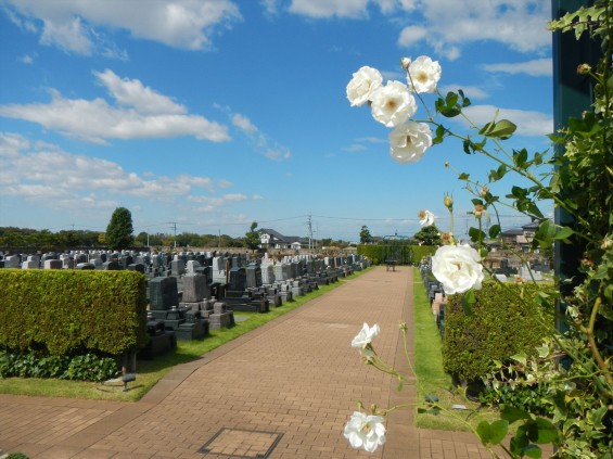 2015年10月 埼玉県行田市　さきたま霊園　墓域 植栽 白いバラ 薔薇 お墓 墓石DSCN7186