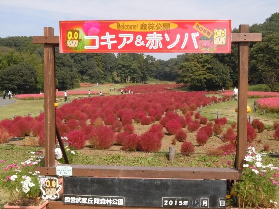 2015年10月 武蔵丘陵森林公園DSCN0821 コキア&赤ソバ