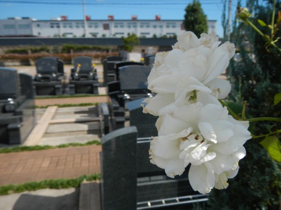 2015年10月 埼玉県行田市　さきたま霊園　墓域 植栽 白いバラ 薔薇 お墓 墓石DSCN7190