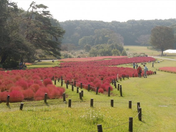 2015年10月 武蔵丘陵森林公園DSCN0810 コキア&赤ソバ