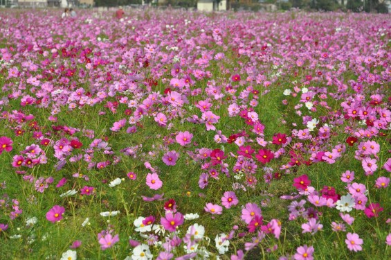 2015年10月 埼玉県吉見町のコスモスDSC_4084