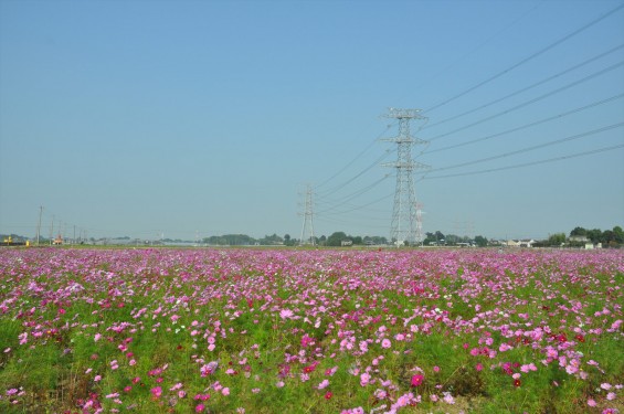 2015年10月 埼玉県吉見町のコスモスDSC_4078