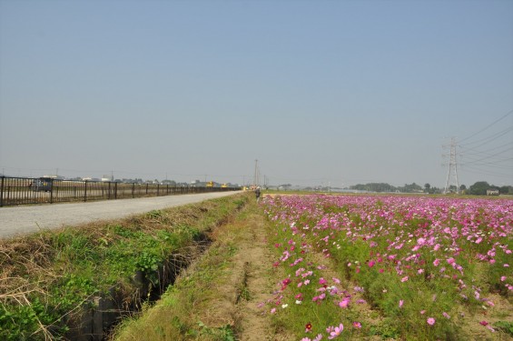 2015年10月 埼玉県吉見町のコスモスDSC_4085