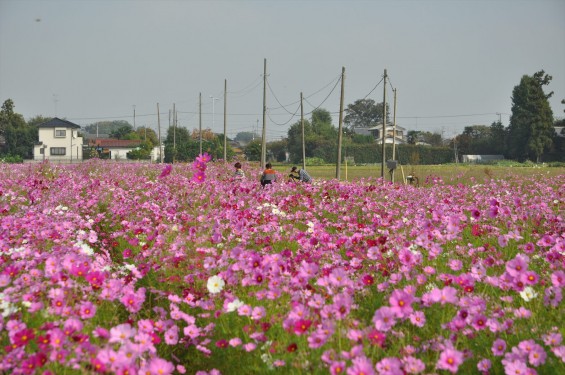 2015年10月 埼玉県吉見町のコスモスDSC_4086
