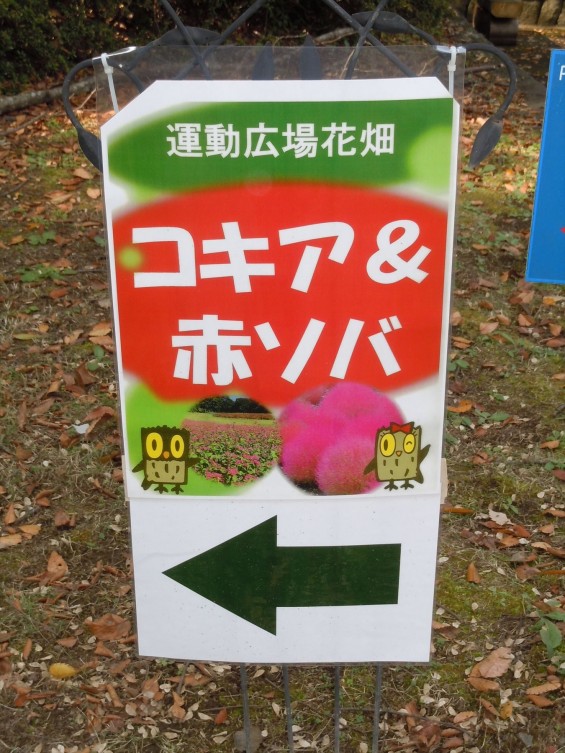 2015年10月 武蔵丘陵森林公園DSCN0806 コキア&赤ソバ