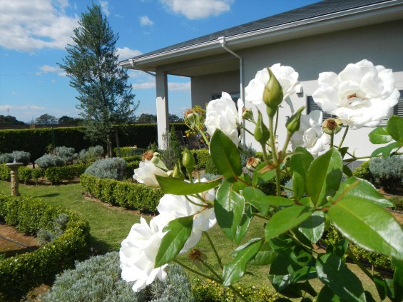 2015年10月 埼玉県行田市　さきたま霊園　墓域 植栽 白いバラ 薔薇 お墓 墓石DSCN7196